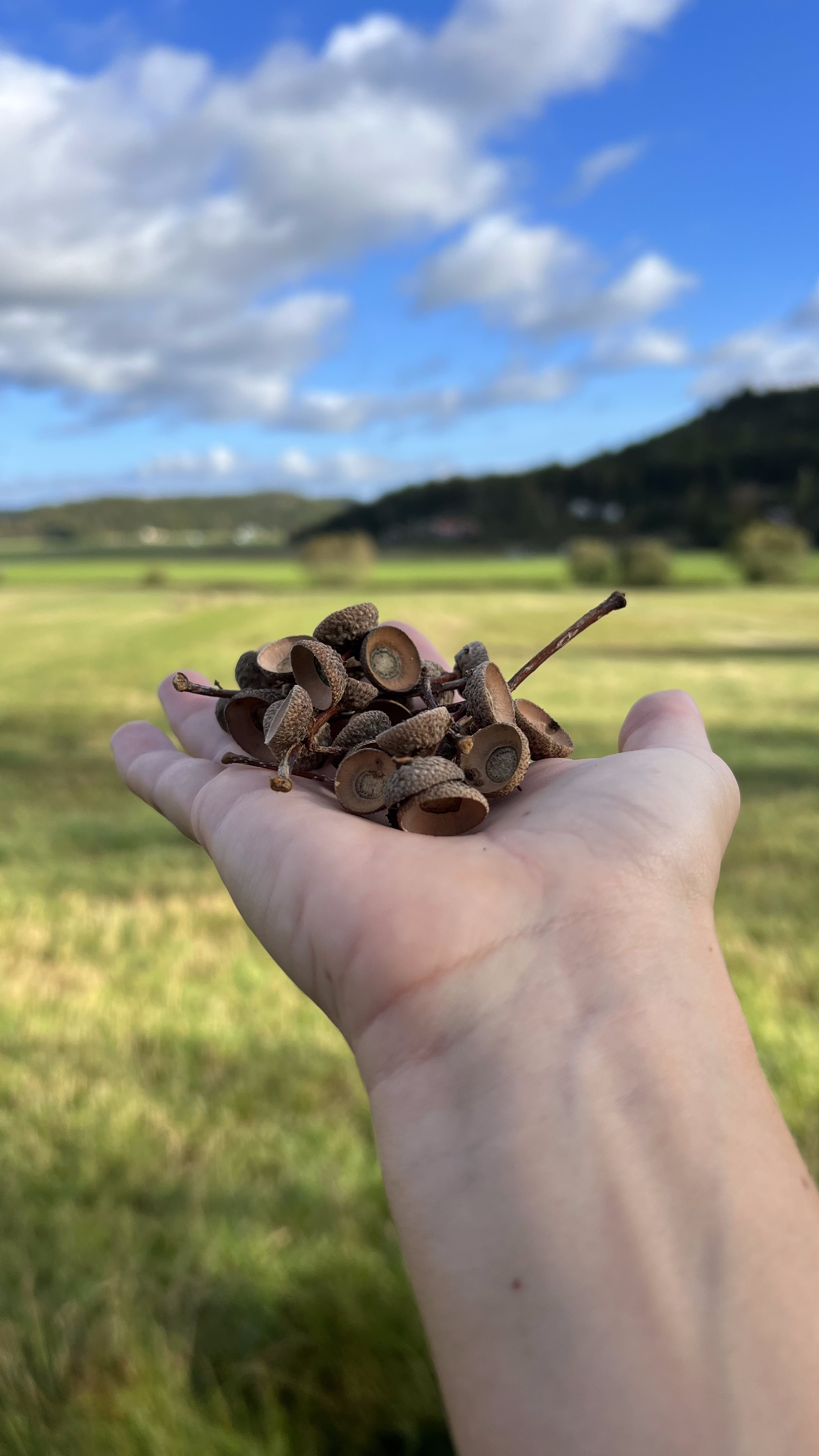 Found acorn on a walk